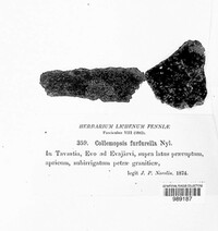 Porocyphus coccodes image